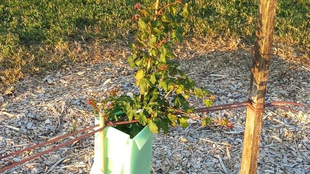 2015.11.26 Rabbit-proofed. Cambridge Tree Trust